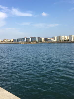 秋っぽい砂地の魚