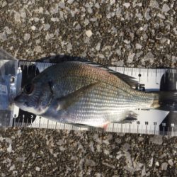 宮崎港 チヌ釣り