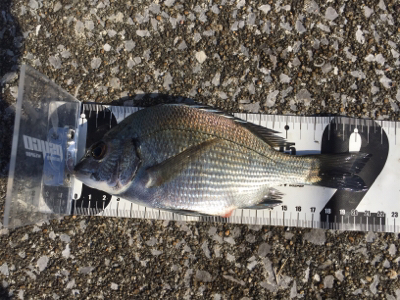 宮崎港 チヌ釣り