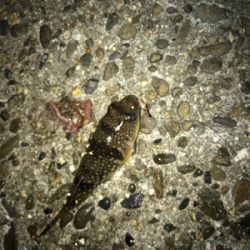 餌取り半端ない