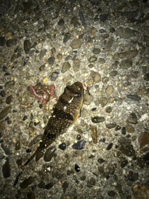 餌取り半端ない