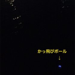 今夜はアカン！1匹だけ！