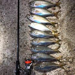 良型アジング 2日目