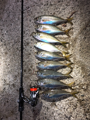 良型アジング 2日目