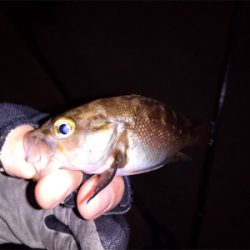 出張明けはパックロッドでライトゲーム