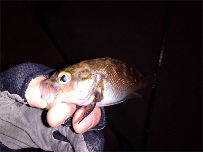 出張明けはパックロッドでライトゲーム