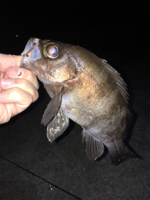 メバル釣れ出しました