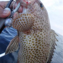 カヤックでハタ狙い！