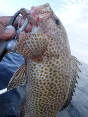 カヤックでハタ狙い！