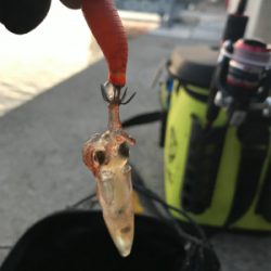 リベンジ 木材港ヒイカ釣り(夕方)