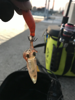 リベンジ　木材港ヒイカ釣り(夕方)