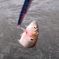 もうすぐハマチ