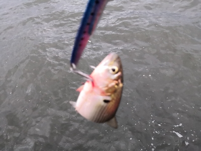 もうすぐハマチ