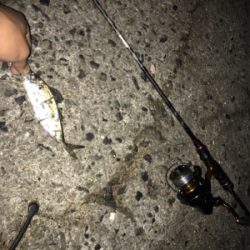 !アジング、ヒイカ教室!