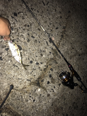 !アジング、ヒイカ教室!