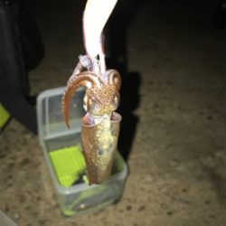 ポツリ…ポツリのヒイカ釣りσ(^_^;)