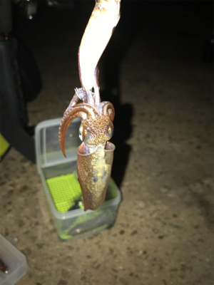 ポツリ…ポツリのヒイカ釣りσ(^_^;)