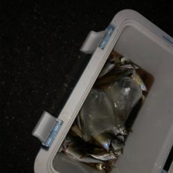 タチウオ アジ チヌ おまけに石鯛? 最高!