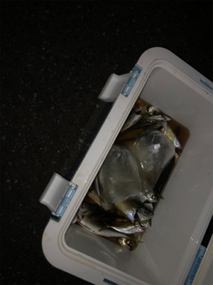 タチウオ アジ チヌ おまけに石鯛? 最高!