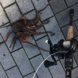 サーベリング&オクトパッシング