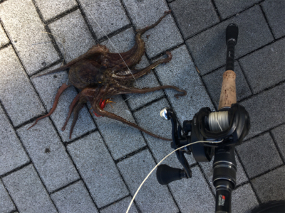 サーベリング&オクトパッシング