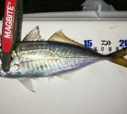 ナイトアジング