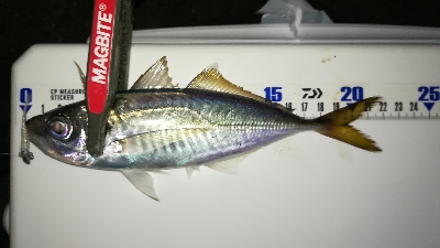 ナイトアジング