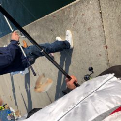 マイワシ大量発生