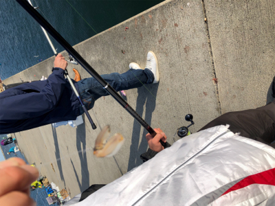 マイワシ大量発生