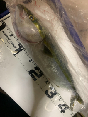 ガツンとアタリが欲しくて❗️