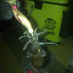 ボチボチのヒイカ釣りσ(^_^;)