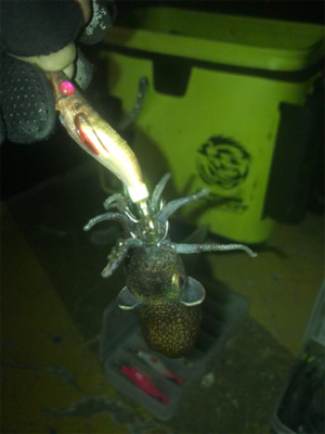 ボチボチのヒイカ釣りσ(^_^;)