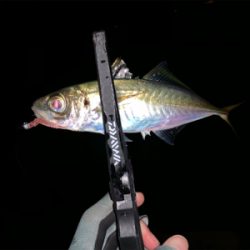 ブルーカレント68ll 入魂