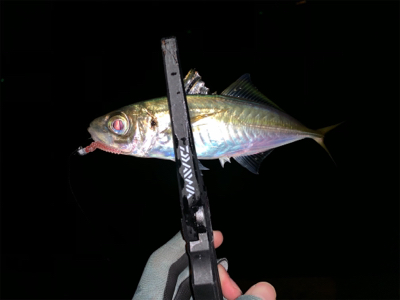 ブルーカレント68ll 入魂