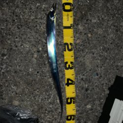 冬到来 ドラゴンタチウオ