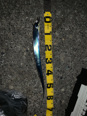 冬到来 ドラゴンタチウオ