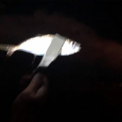 メバル自己記録更新！