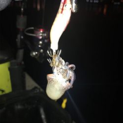 別府港でヒイカ調査!