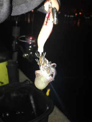 別府港でヒイカ調査!