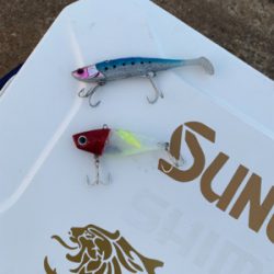 朝まづめ1時間の釣果