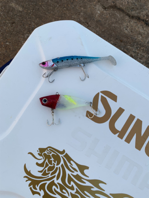 朝まづめ1時間の釣果