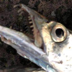 寒い！タチウオ！！