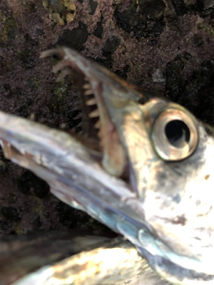 寒い！タチウオ！！