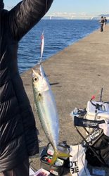 ドラゴンきた！！サバは共食い！！