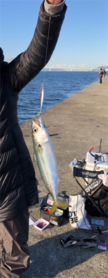 ドラゴンきた！！サバは共食い！！