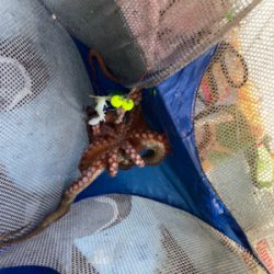 タコ　　二見沖　　西海丸