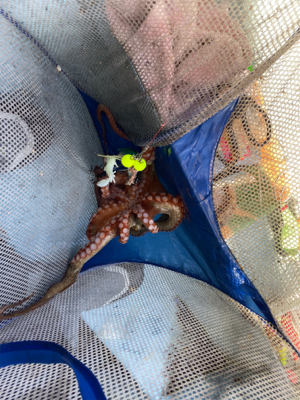 タコ　　二見沖　　西海丸