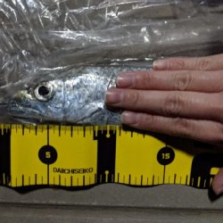 今日のタチウオ