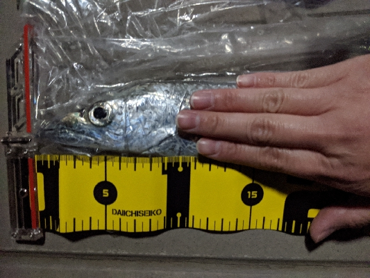 今日のタチウオ