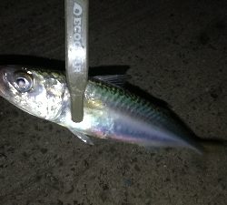 ナイトアジング